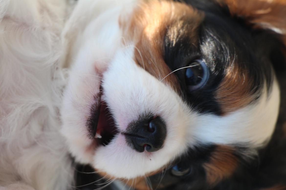 Cavalier king charles spaniel Vega billede 3