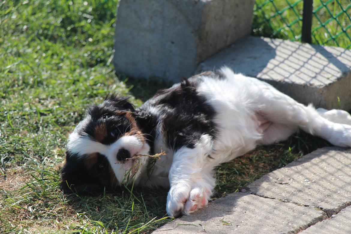 Cavalier king charles spaniel Vega billede 5