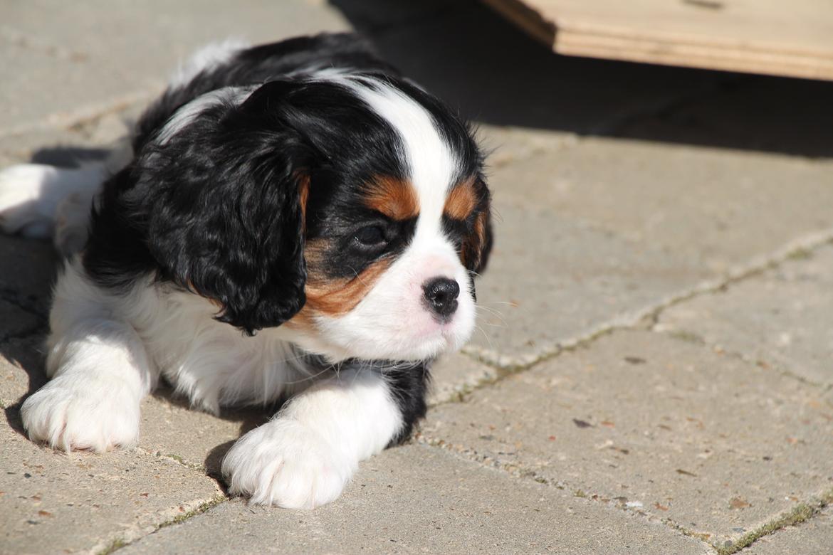 Cavalier king charles spaniel Vega billede 4