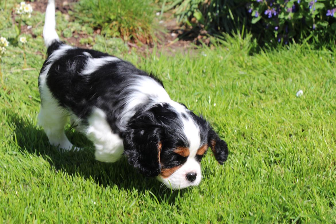 Cavalier king charles spaniel Vega billede 6