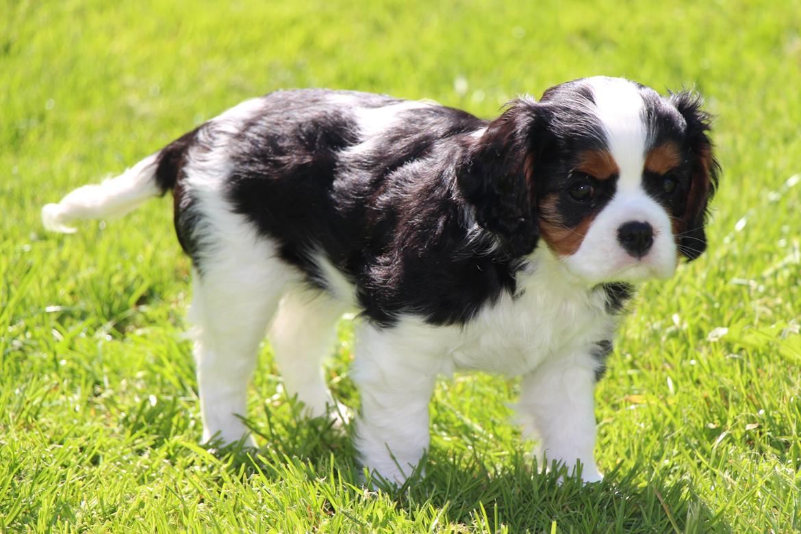 Cavalier king charles spaniel Vega billede 7