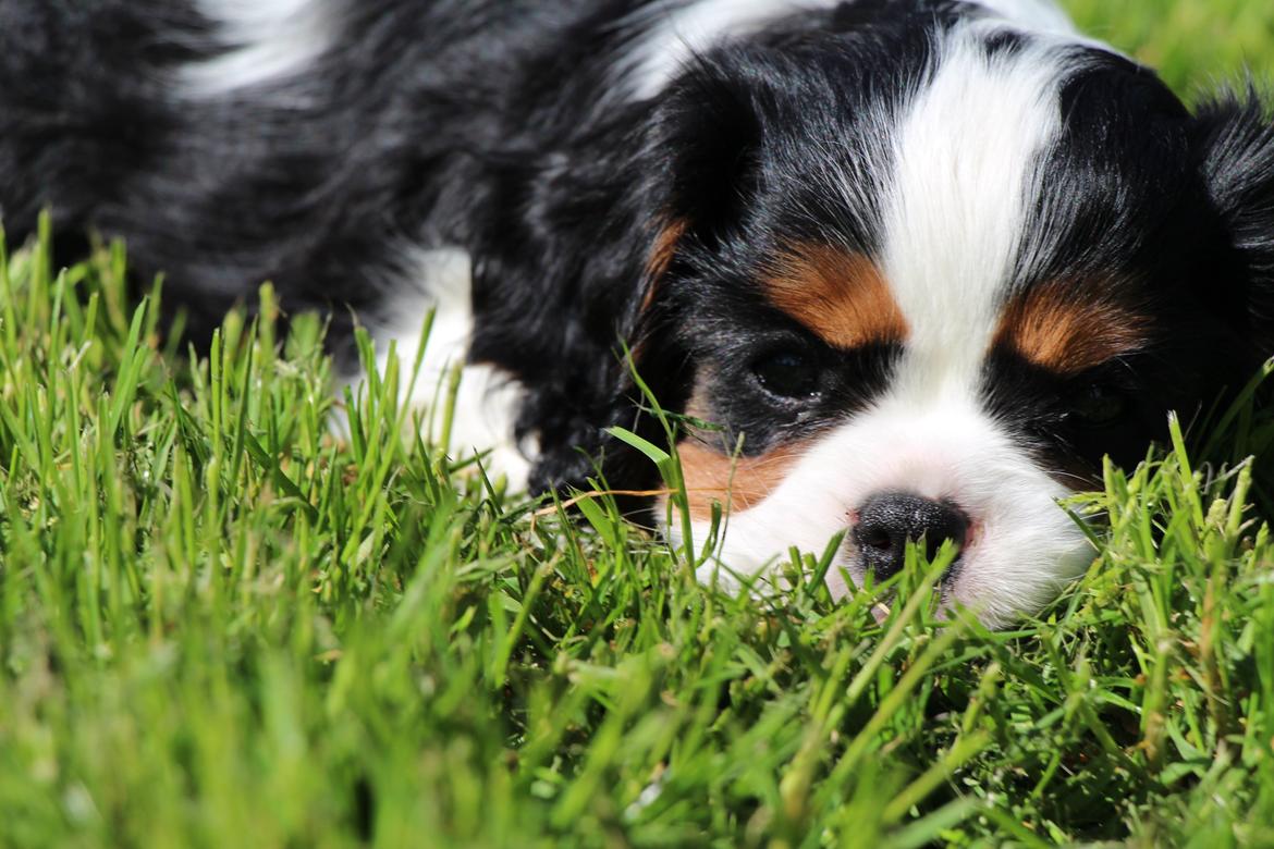 Cavalier king charles spaniel Vega billede 1