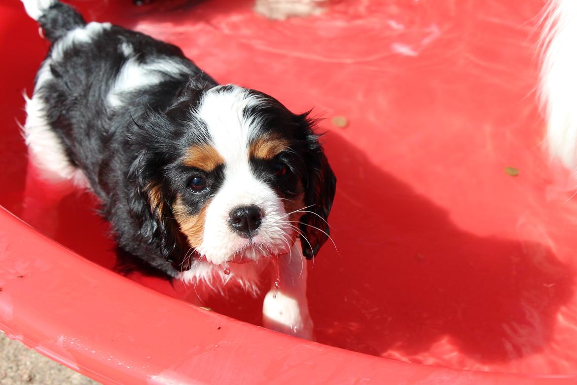 Cavalier king charles spaniel Vega billede 9