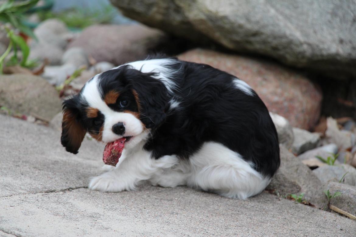 Cavalier king charles spaniel Vega billede 10