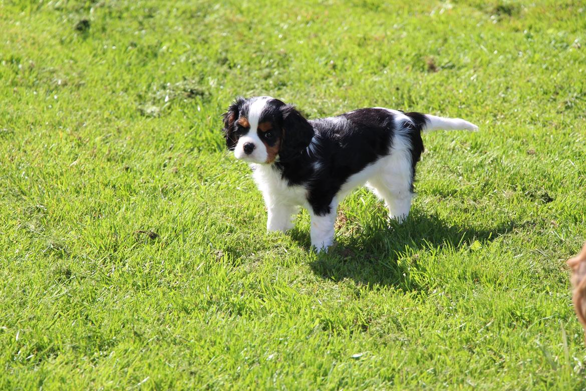 Cavalier king charles spaniel Vega billede 11