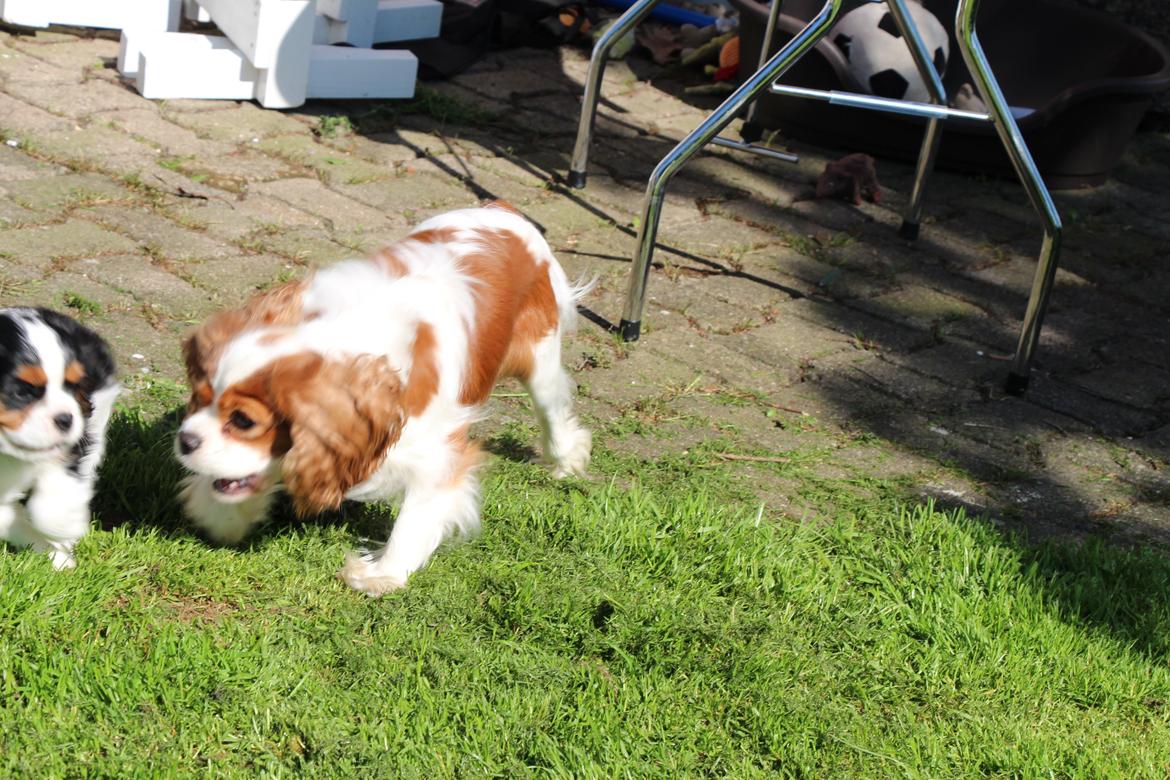 Cavalier king charles spaniel Vega billede 12