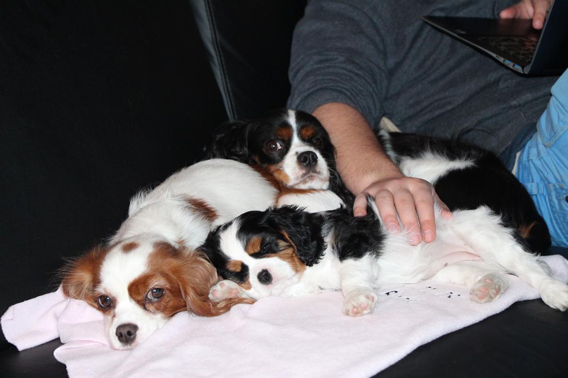 Cavalier king charles spaniel Vega billede 8