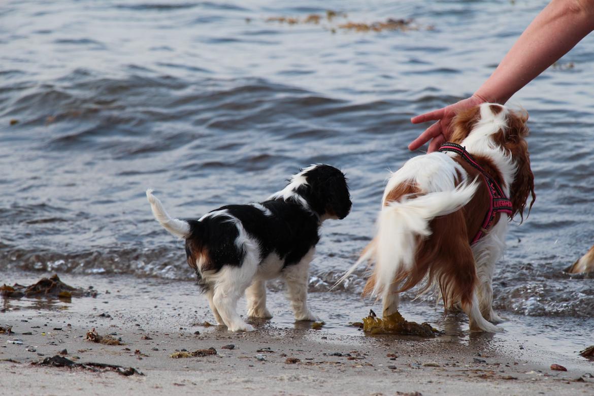 Cavalier king charles spaniel Vega billede 13