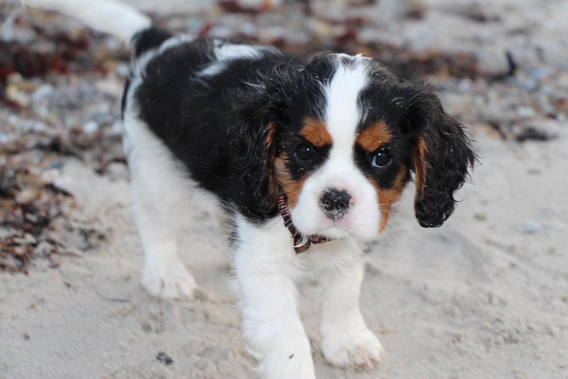 Cavalier king charles spaniel Vega billede 15
