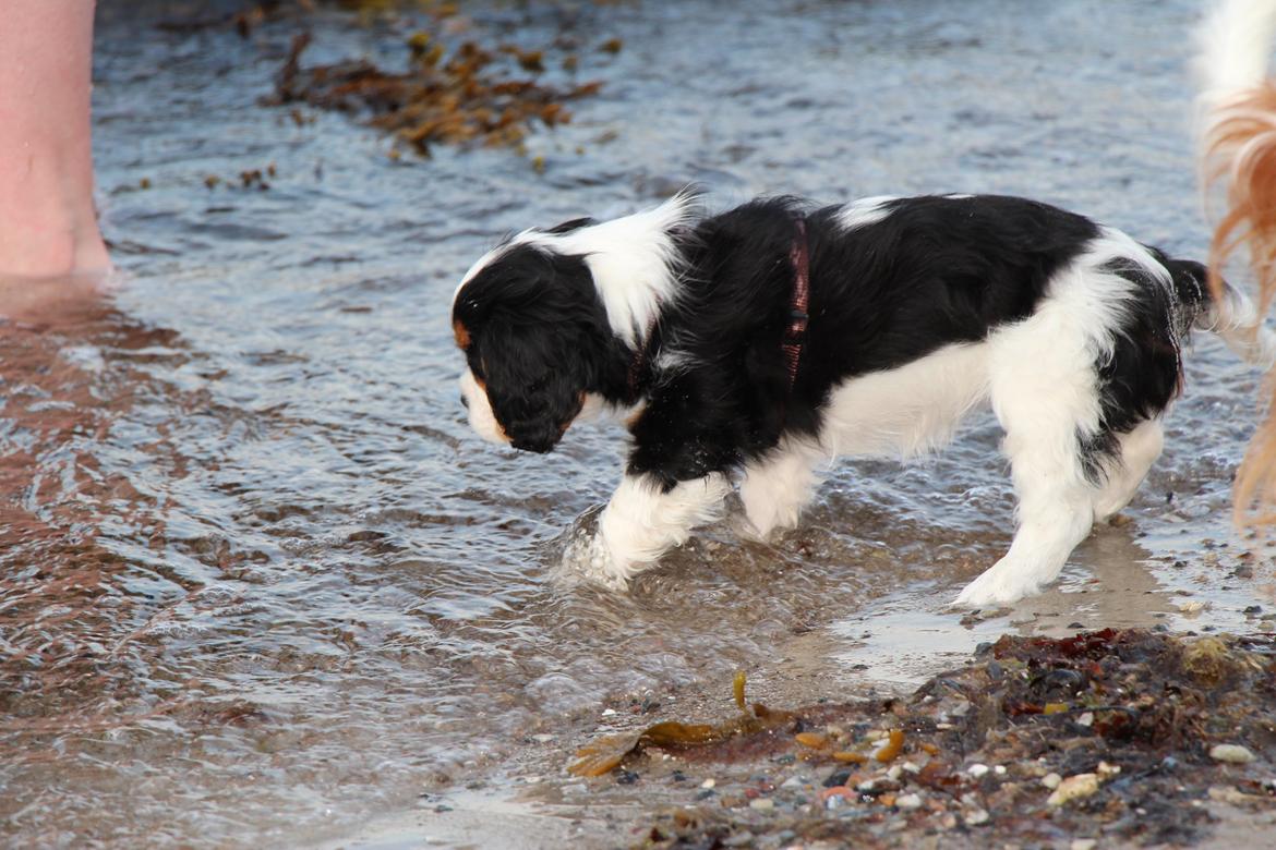 Cavalier king charles spaniel Vega billede 16