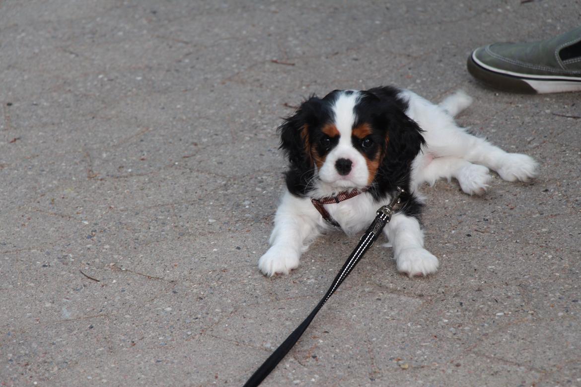 Cavalier king charles spaniel Vega billede 17