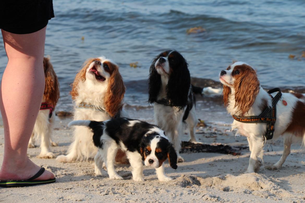 Cavalier king charles spaniel Vega billede 14