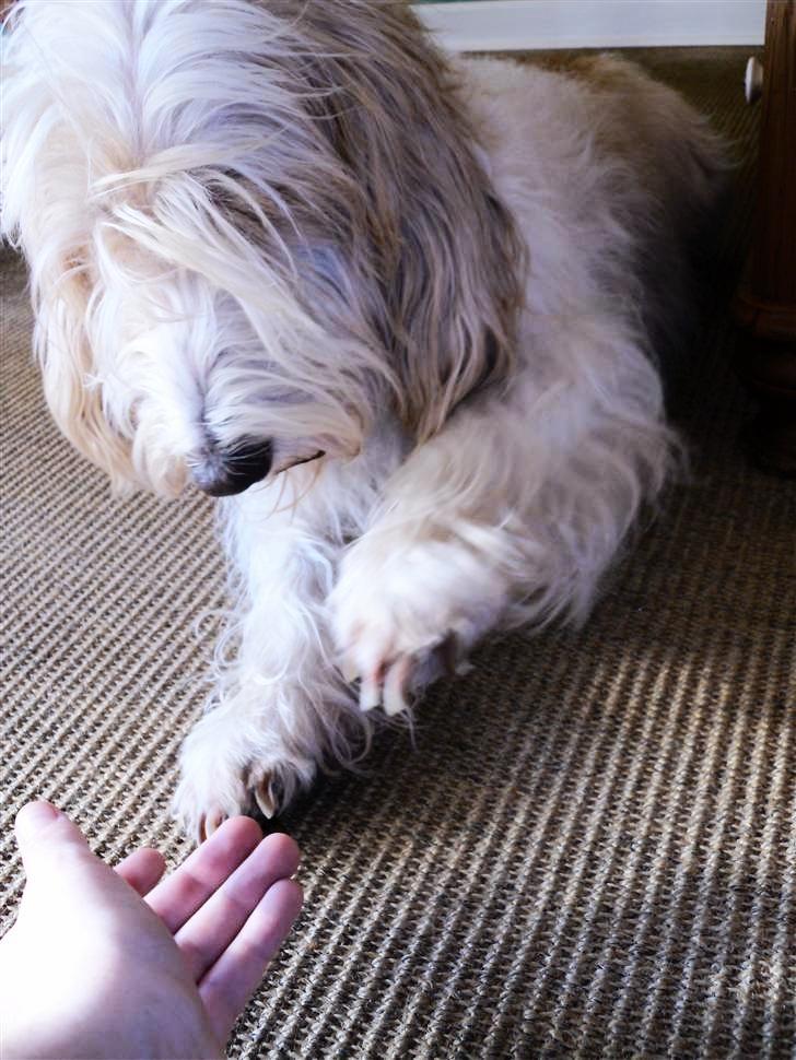 Petit basset griffon wendéen Felix billede 12