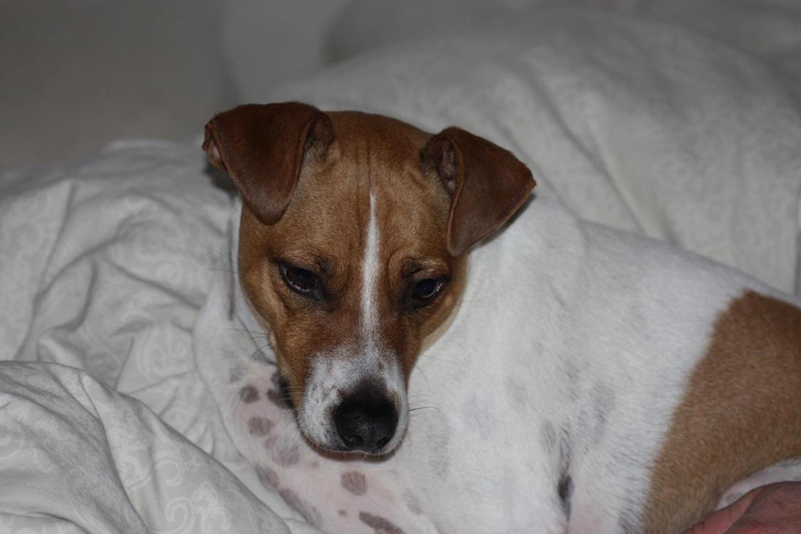 Dansk svensk gaardhund Erling billede 2