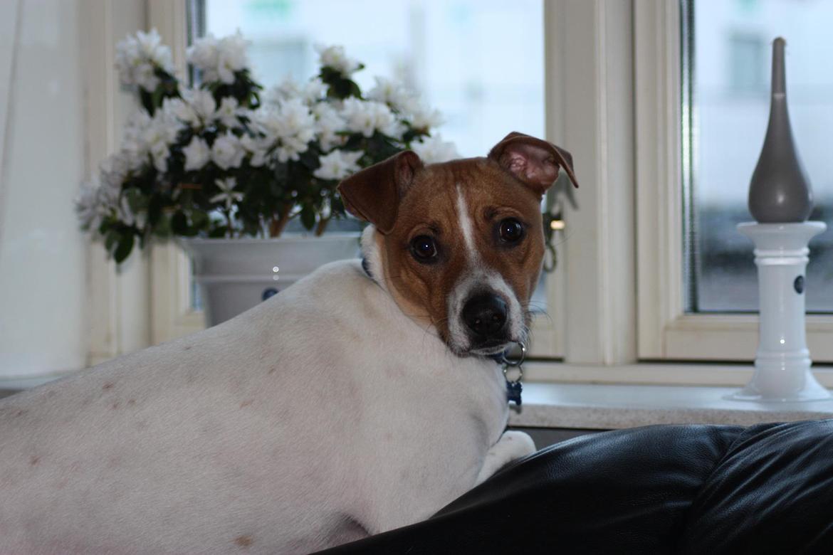 Dansk svensk gaardhund Erling billede 1