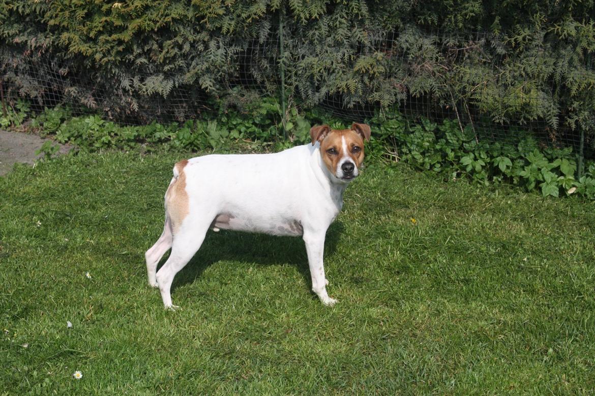 Dansk svensk gaardhund Erling billede 5