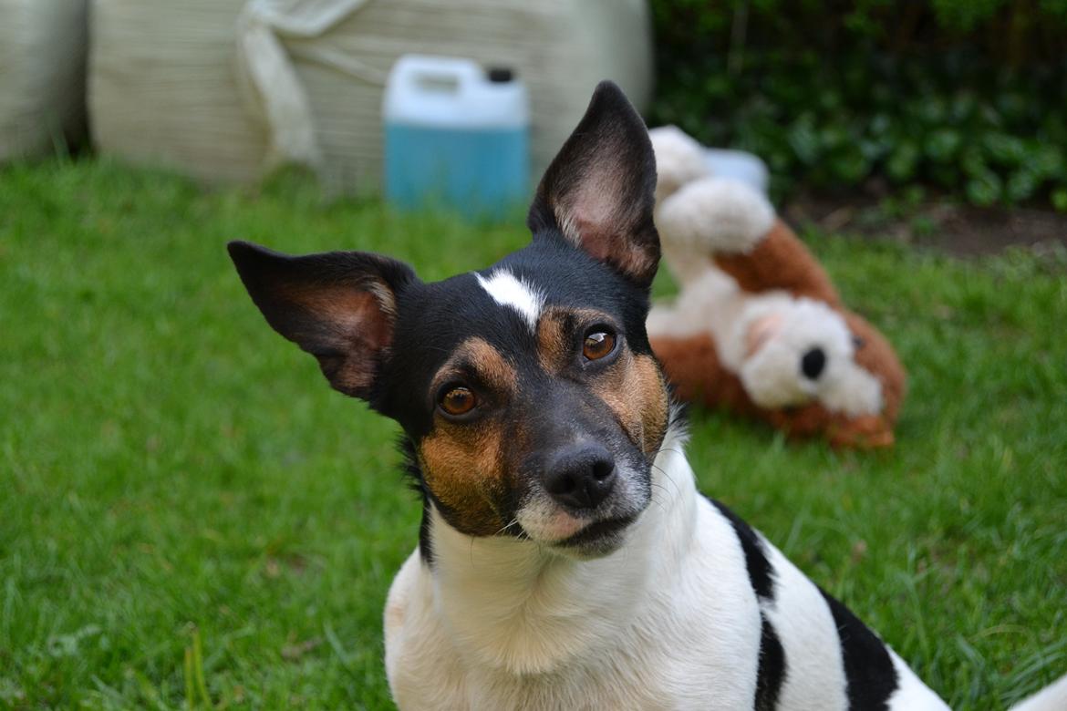 Jack russell terrier Ollie billede 3