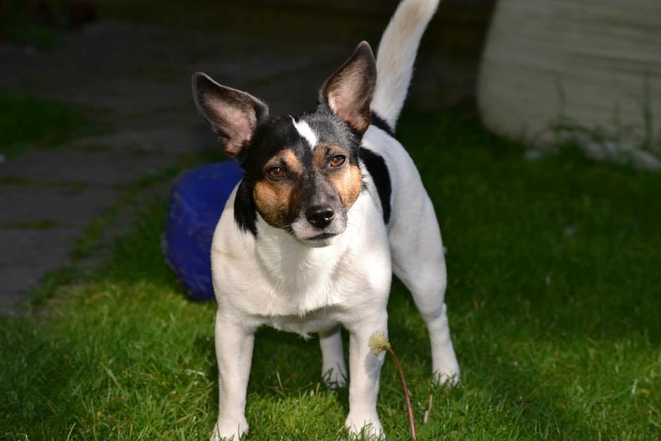 Jack russell terrier Ollie billede 1