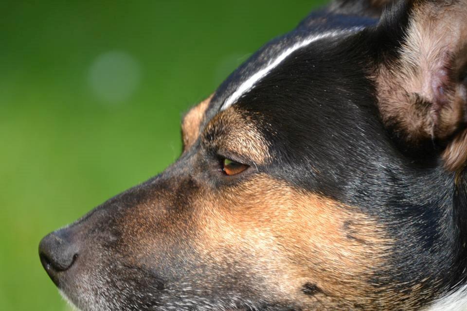 Jack russell terrier Ollie billede 2