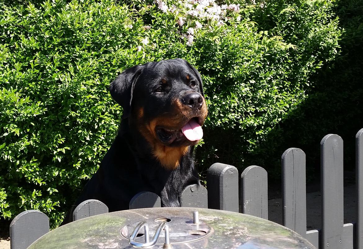 Rottweiler Vom Hause Desteny Loke - Loke 8 mdr billede 14