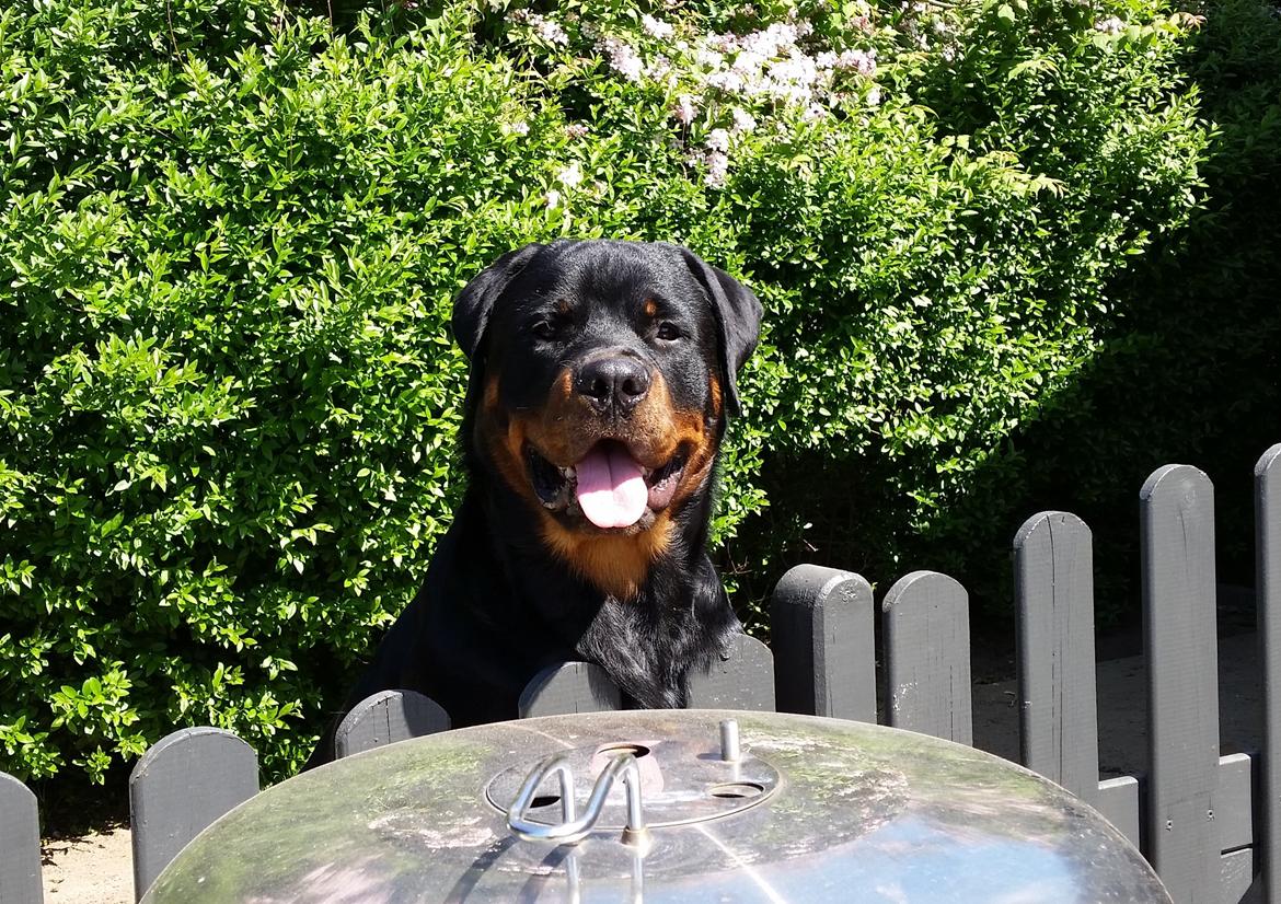 Rottweiler Vom Hause Desteny Loke - Loke 8 mdr billede 15
