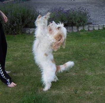 Petit basset griffon wendéen Felix - "danse, danse?"  billede 17