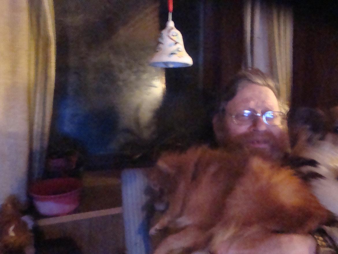 Pomeranian Topsys Rødtop billede 21