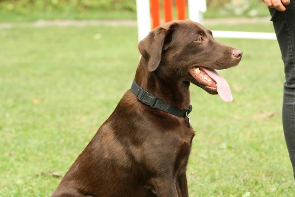 Labrador retriever wilma billede 2