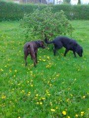 Labrador retriever wilma billede 3