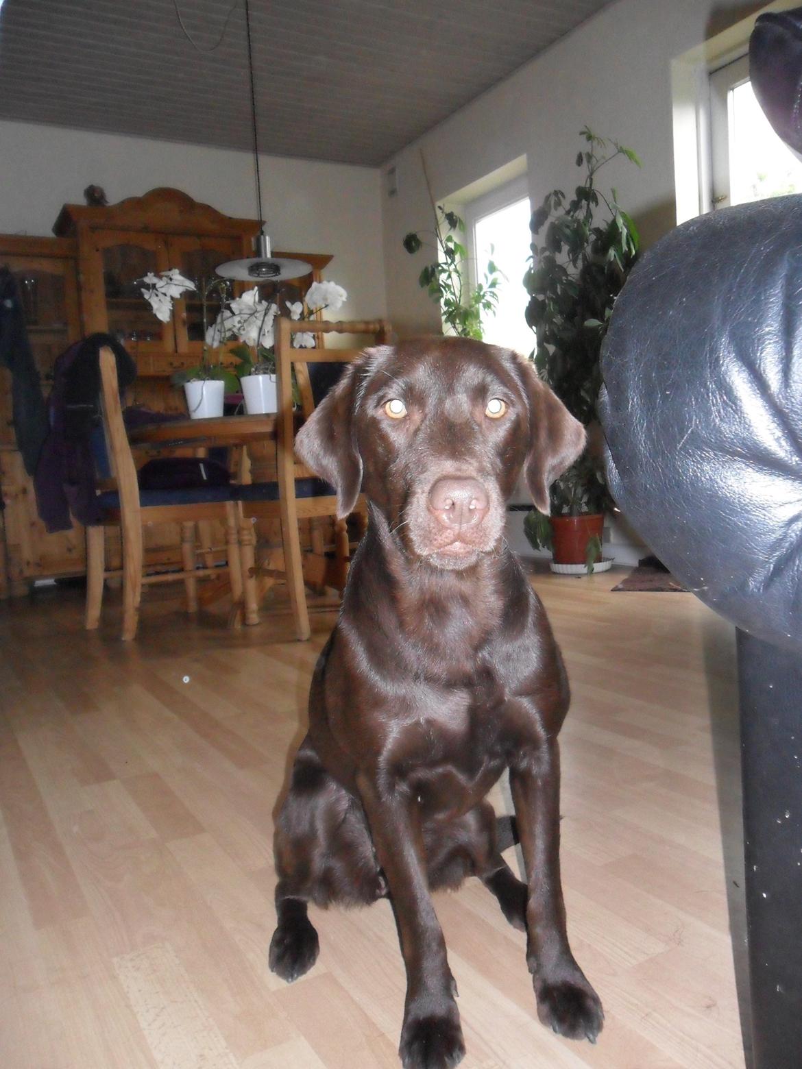 Labrador retriever wilma billede 4
