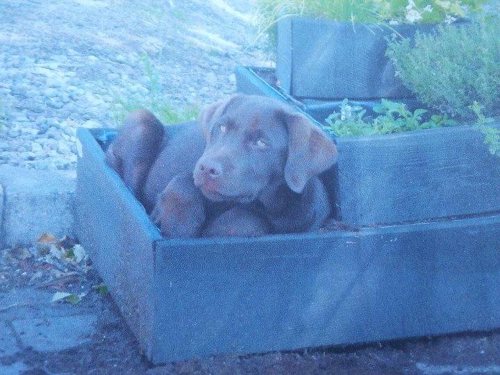 Labrador retriever wilma billede 5