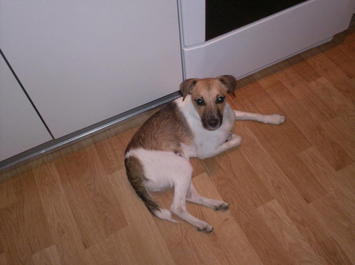 Dansk svensk gaardhund figgo billede 6