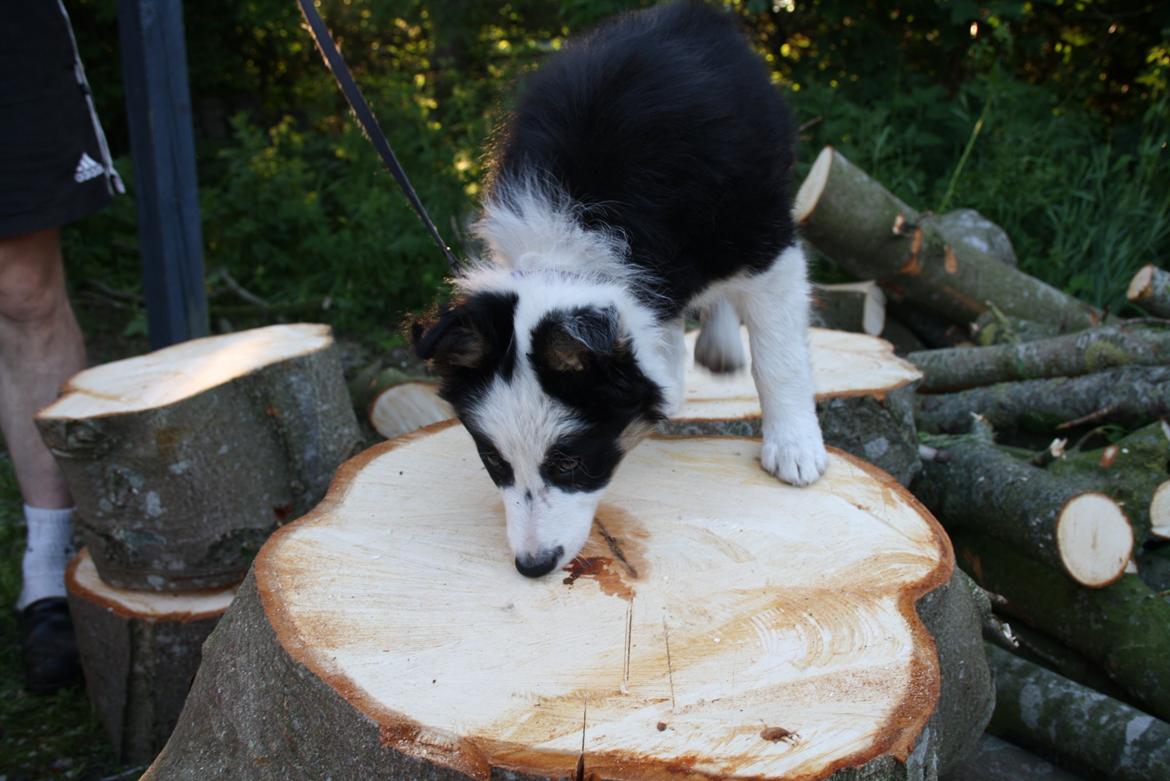 Border collie Zoey 14/3 -5/3 2023 billede 18