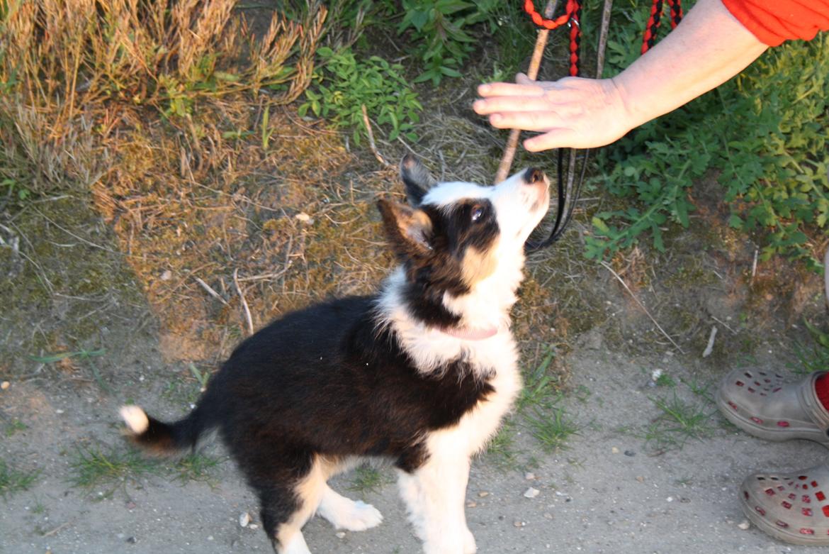 Border collie Zoey 14/3 -5/3 2023 - Dut ( poke ) billede 16