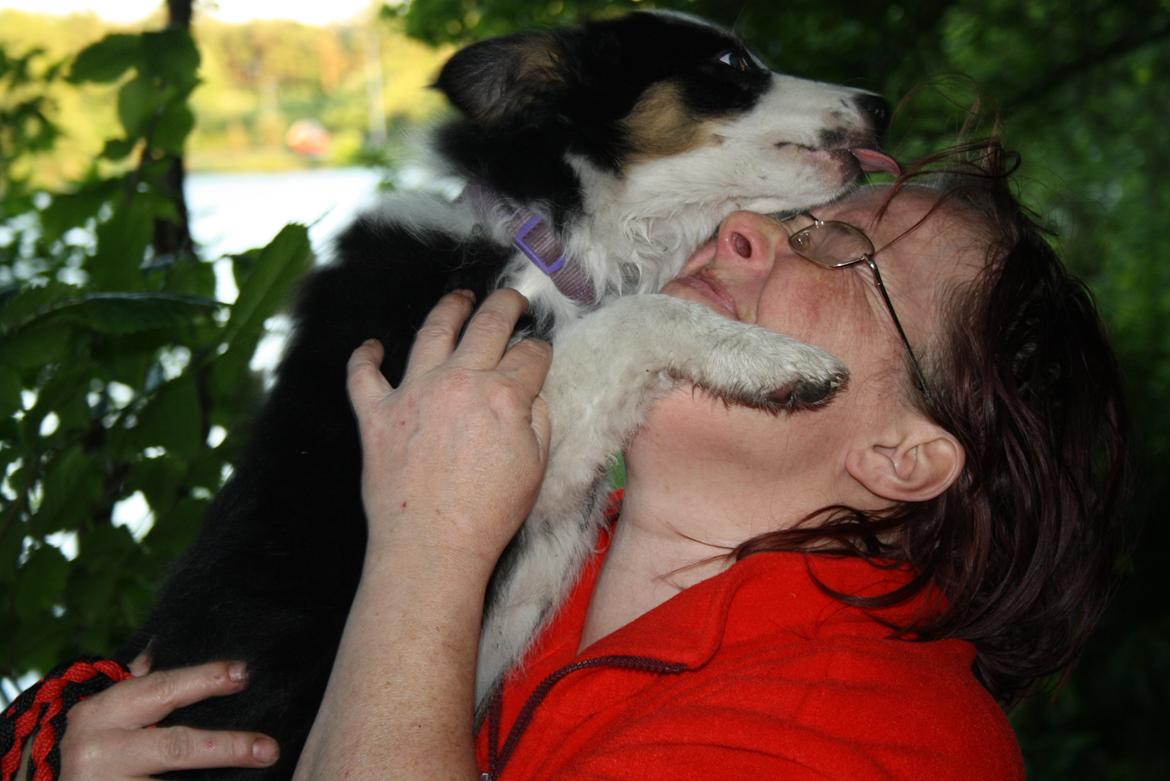 Border collie Zoey 14/3 -5/3 2023 billede 19