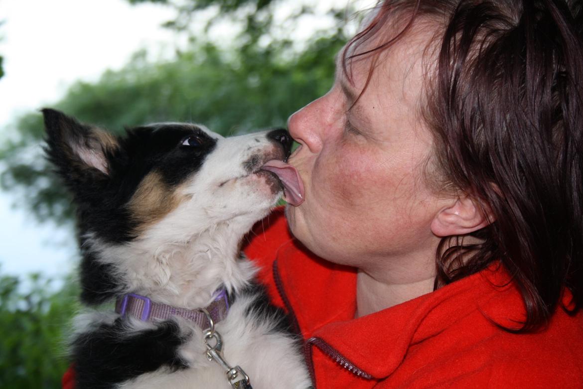 Border collie Zoey 14/3 -5/3 2023 billede 20