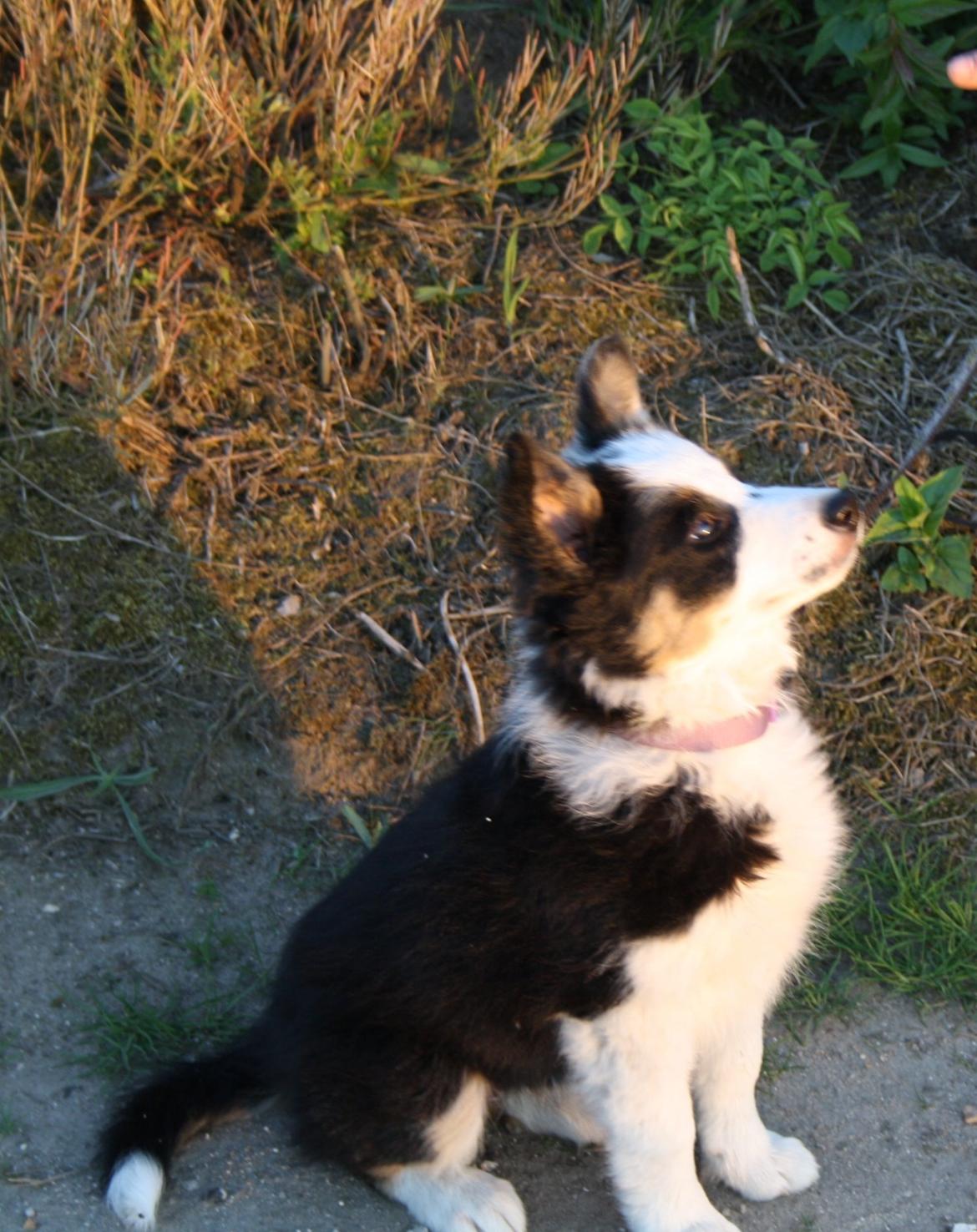Border collie Zoey 14/3 -5/3 2023 billede 17