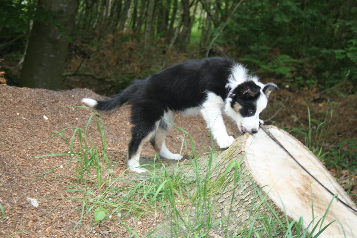 Border collie Zoey 14/3 -5/3 2023 billede 21