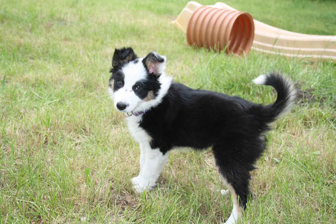 Border collie Zoey 14/3 -5/3 2023 billede 22