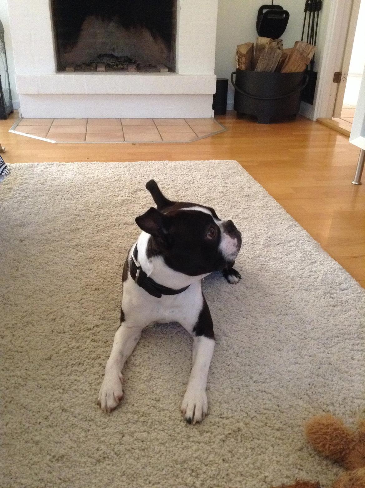 Boston terrier Tyson [Himmelhund] billede 7