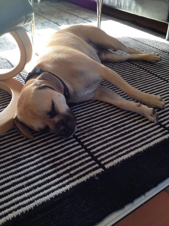 Blanding af racer Liam billede 13