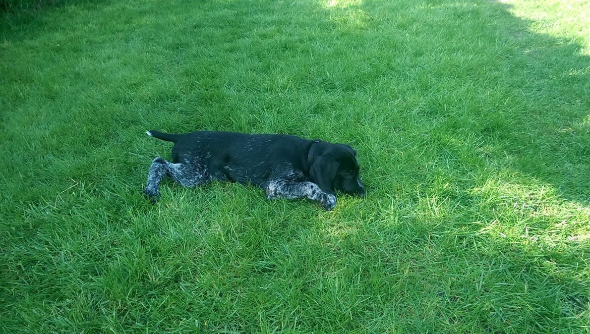 Ruhåret hønsehund Hjortlunds Eiko billede 2