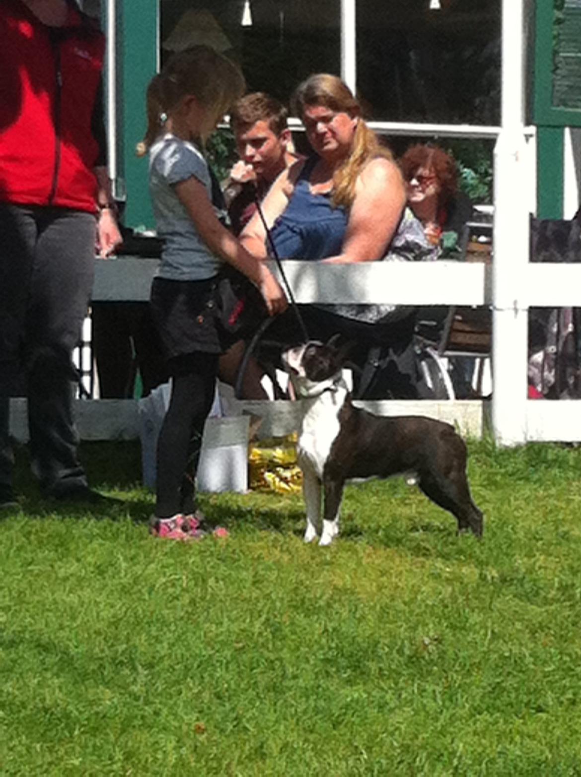 Boston terrier Multi-CH Westlund As Good As It Gets aka Pepsi - Malia og Pepsi BIS3, Barn og hund på Bakken 2014 billede 40