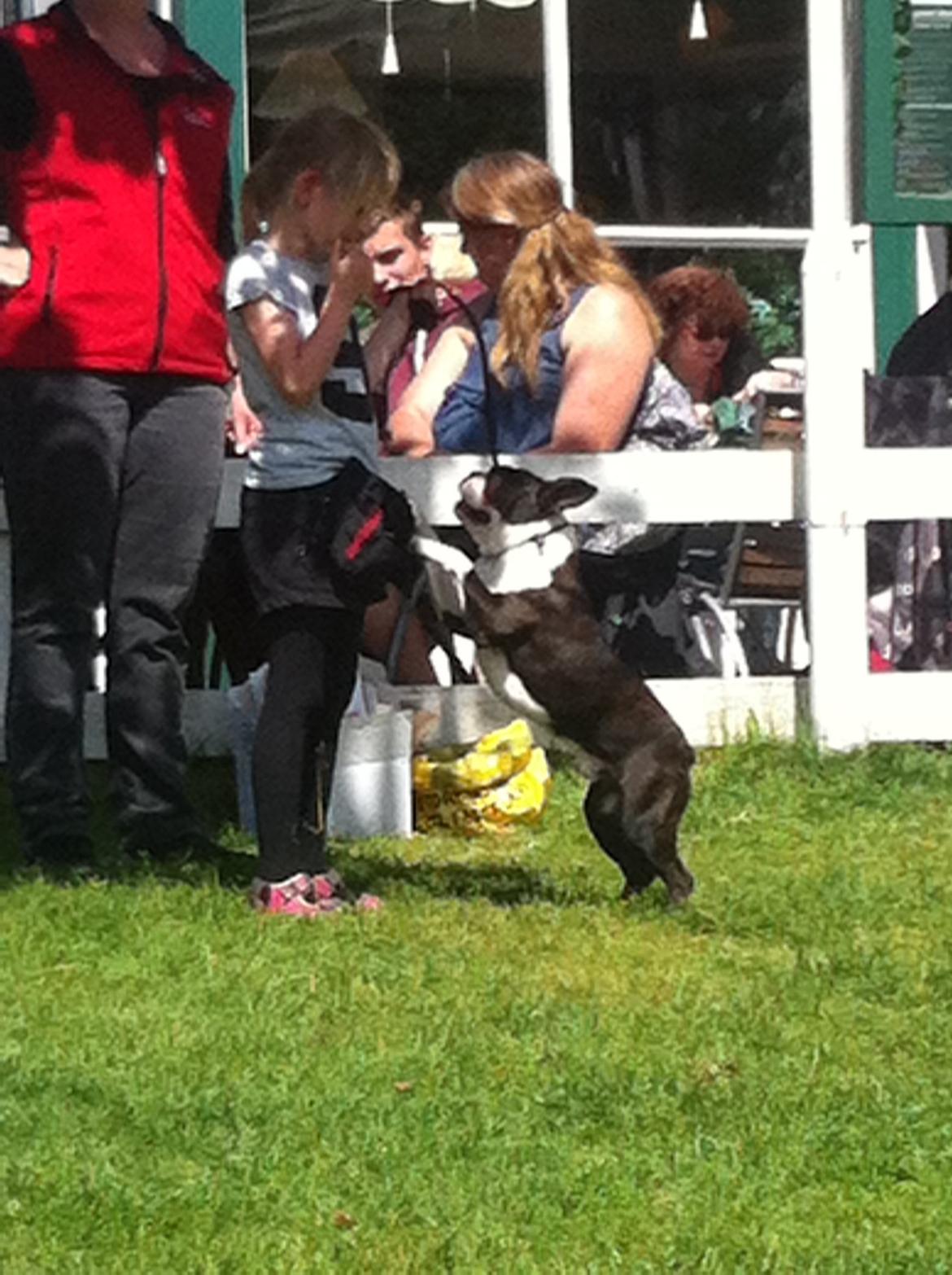 Boston terrier Multi-CH Westlund As Good As It Gets aka Pepsi - Malia og Pepsi BIS3, Barn og hund på Bakken 2014 billede 41