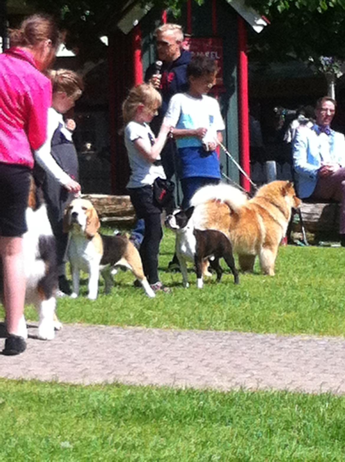 Boston terrier Multi-CH Westlund As Good As It Gets aka Pepsi - Malia og Pepsi BIS3, Barn og hund på Bakken 2014 billede 42
