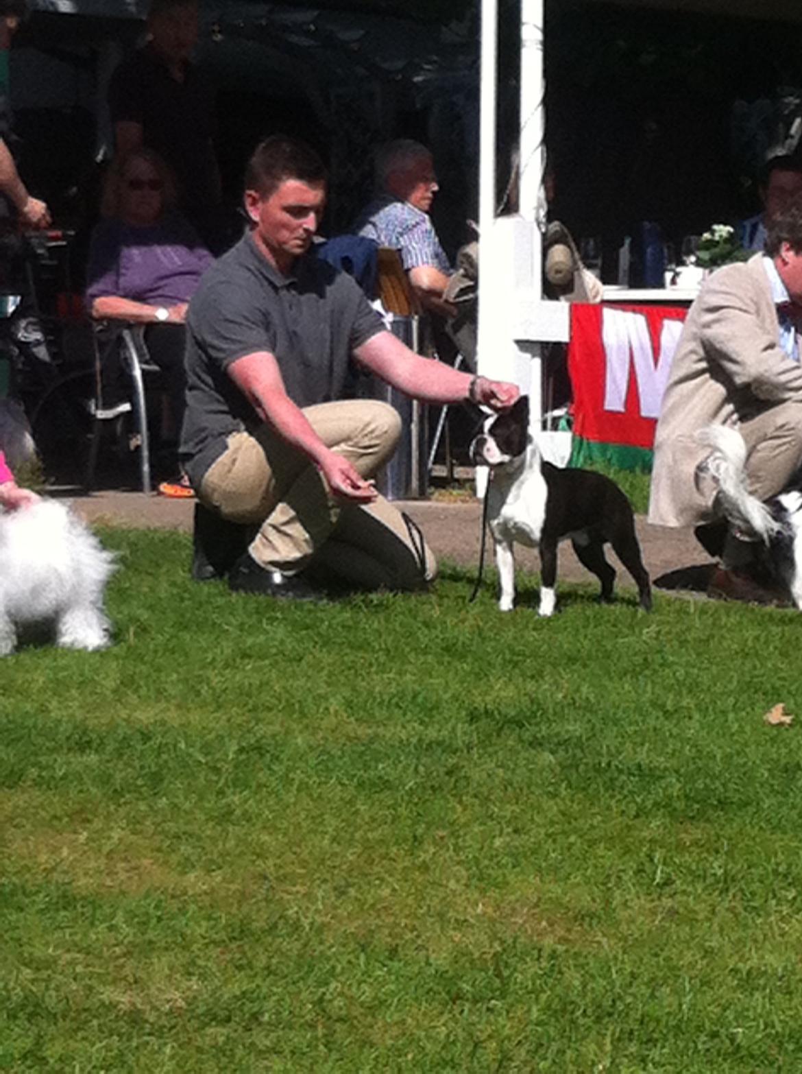 Boston terrier Multi-CH Westlund As Good As It Gets aka Pepsi billede 43