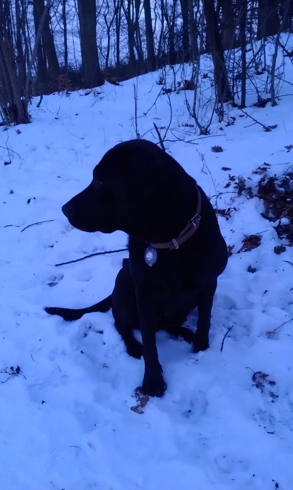 Labrador retriever Fümeé billede 1