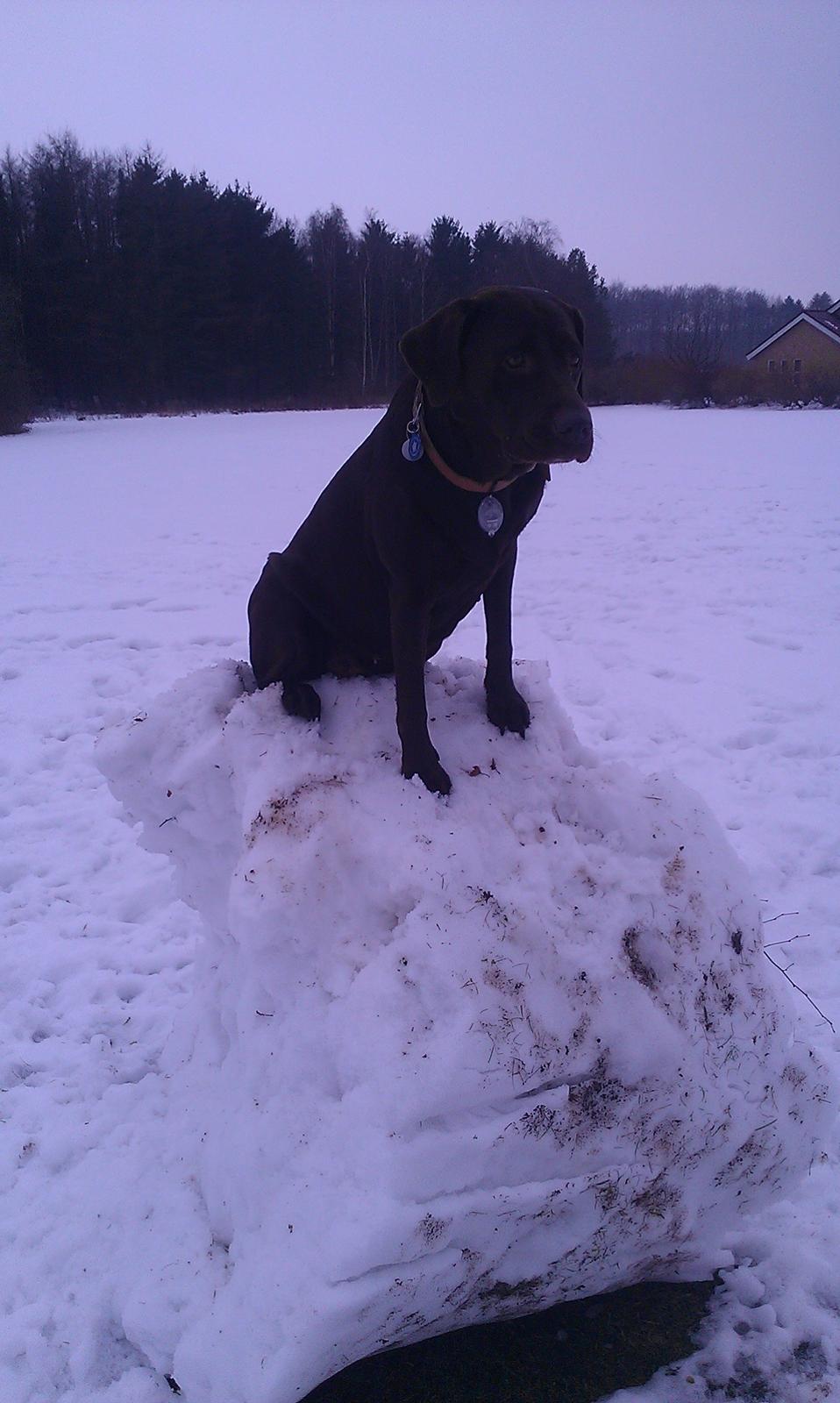 Labrador retriever Fümeé billede 3