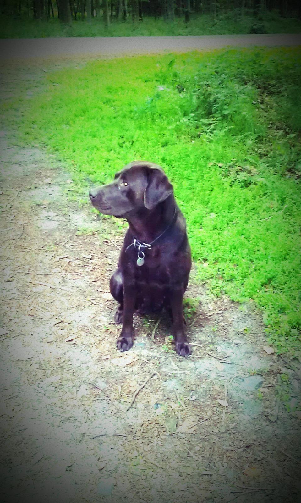 Labrador retriever Fümeé billede 4