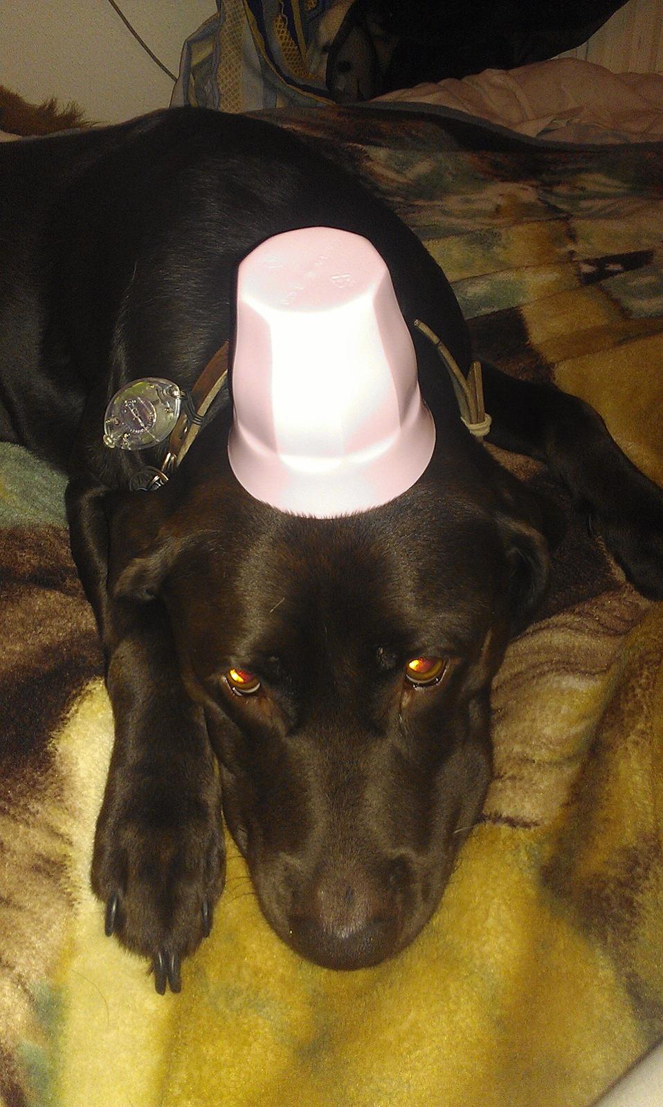 Labrador retriever Fümeé billede 5